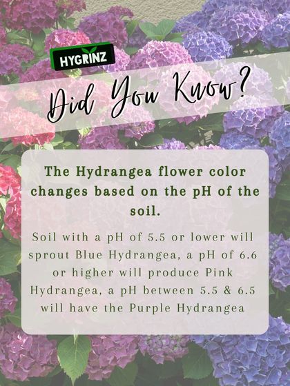 Hygrinz - Garden Maintenance Gardening Know-How: Tips & Techniques photo 32