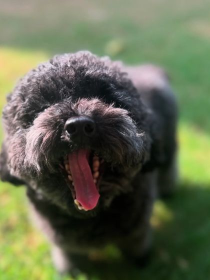 Mango's big yawn after a long day of fun. It's tough being this cute.