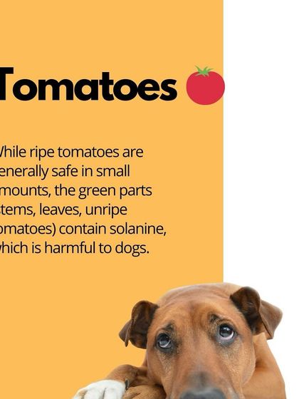 Oh My Dawg - Pet Supplies Nutrition: Food, Treats & Recipes photo 22