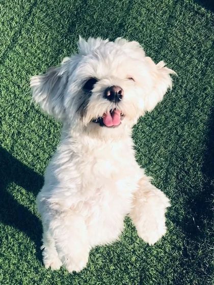 This adorable white Lhasa Apso is part of a mother-daughter-father trio that has completely stolen our hearts.