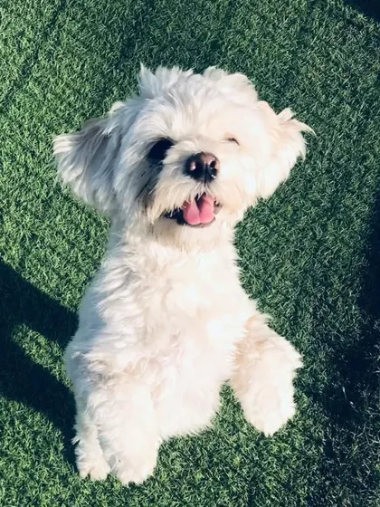 This mother, daughter, and father trio of Lhasa Apsos has completely stolen our hearts. They are the sweetest little family.