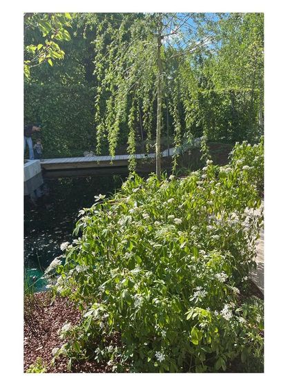 A cascade of weeping willow leaves frames the view towards the pond and bridge. The careful selection of plant species with different forms and textures is essential to creating a rich, multi-sensory experience.