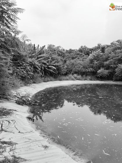 The edge of a newly created water body. Over time, the banks will be colonized by native grasses and plants, creating a natural, stable shoreline that blends into the forest.