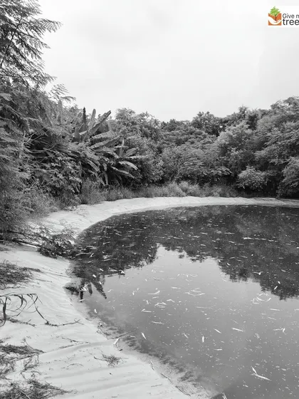 A water pond at one of our plantation sites, reflecting the surrounding forest. These ponds are vital for regulating soil moisture, providing a water source for wildlife, and enhancing the overall biodiversity of the site.