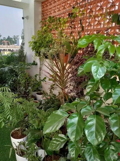 A lush and layered garden we created against a beautiful terracotta jali wall. The mix of plant heights and textures creates a rich, jungle-like feel.