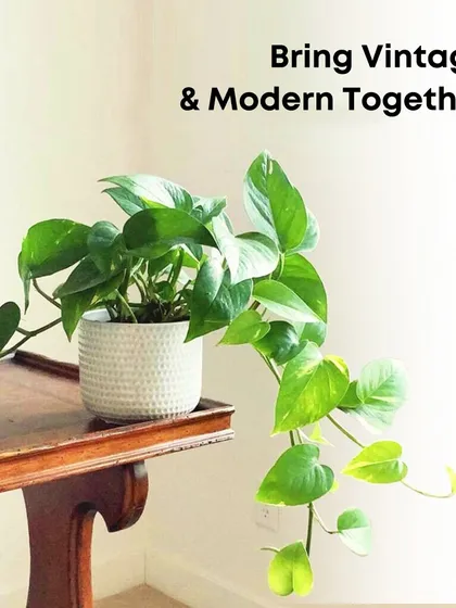 The classic Pothos, or Devil's Ivy, is a versatile and hardy houseplant. Here, it's placed on a vintage wooden table, showing how easily it can blend modern greenery with traditional decor.