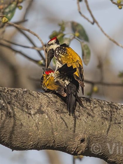 This is the mating of the Black-rumped Flameback woodpecker, photographed in Delhi. These birds move very fast, so you must follow their drumming sound and be very patient. If you are lucky, you might succeed in getting a desired shot like this one.