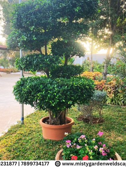 A topiary Ficus tree in a terracotta pot adds a touch of formal elegance to this garden. We can incorporate both potted plants and in ground plantings into our designs.