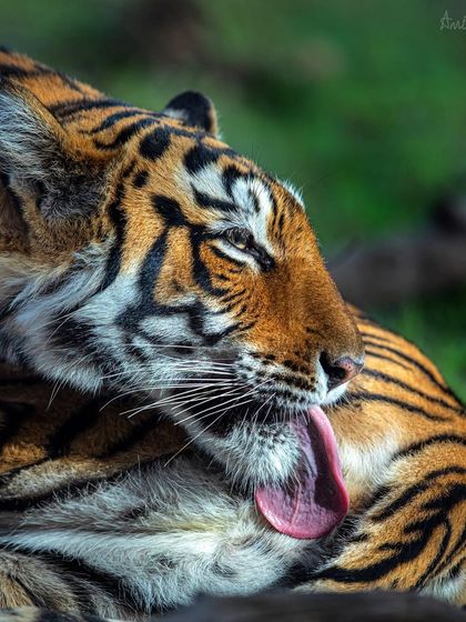 Ranthambore: Land of Legendary Tigers photo 40