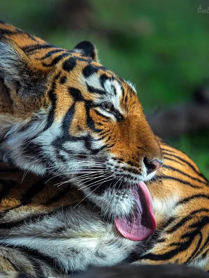 The 'lady of the lake' grooming herself. The rough texture of a tiger's tongue is visible here, a small but fascinating detail.