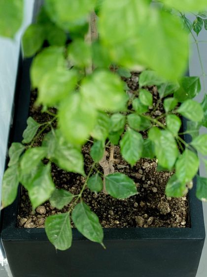 Commercial Greenery Solutions photo 16