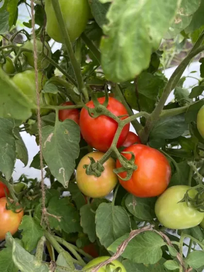 A mix of green and red tomatoes on the same plant, indicating a long harvest period.