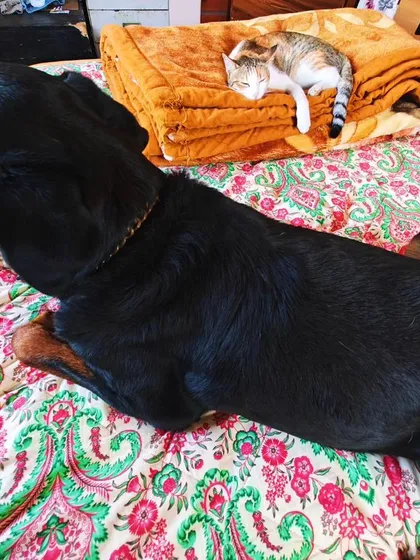 People have strong opinions about certain breeds, but here, we see individuals. This is one of my resident Rottweilers sharing a nap with a cat, showing that with trust and proper guidance, harmony is always possible.