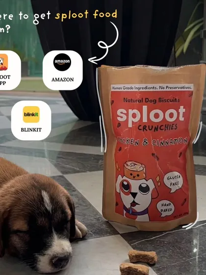 Our treats and meals are available on the Sploot app, Amazon, and Blinkit, making it easy to get healthy food for your pup anytime.
