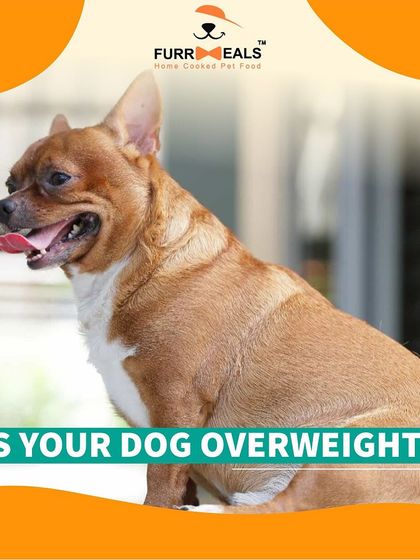One in every two dogs in India is overweight. This guide shows you the signs of obesity, lists the breeds most prone to it, and explains the serious health risks involved. Knowledge is the first step to prevention.
