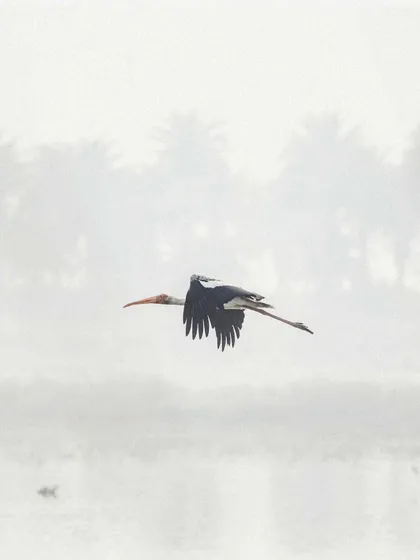 A Painted Stork gliding through the morning fog. The minimalist composition and soft light create a serene, almost painterly, image of the bird in its habitat.