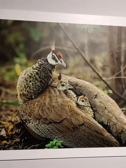 This photograph, titled "Unconditional Love," shows a peahen protecting her chicks. It was one of my exhibits at the recent exhibition at Museo Camera. I am very thankful to my friend and guide, Aditya Arya, for creating such a wonderful space for photographers.