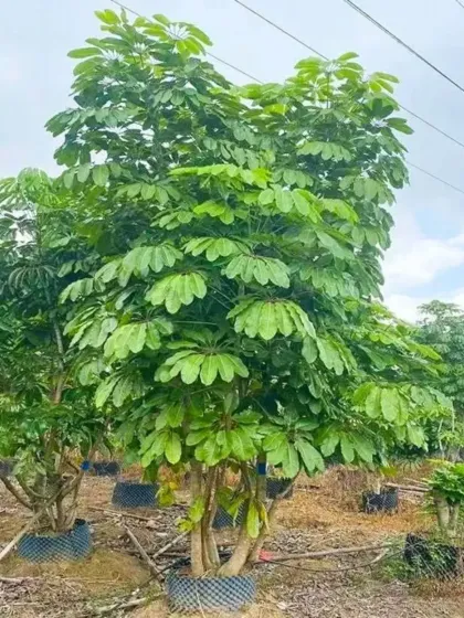 A mature Schefflera tree, or Umbrella Tree, with its characteristic large, radiating leaves. It makes a fantastic, lush feature plant for a tropical-style garden.