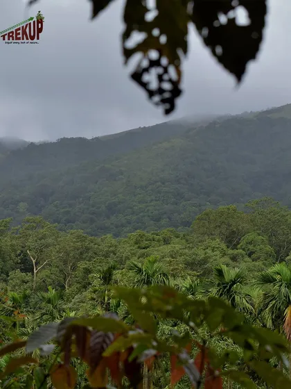 A view of the dense green forests that you trek through on the way to Kodachadri peak.