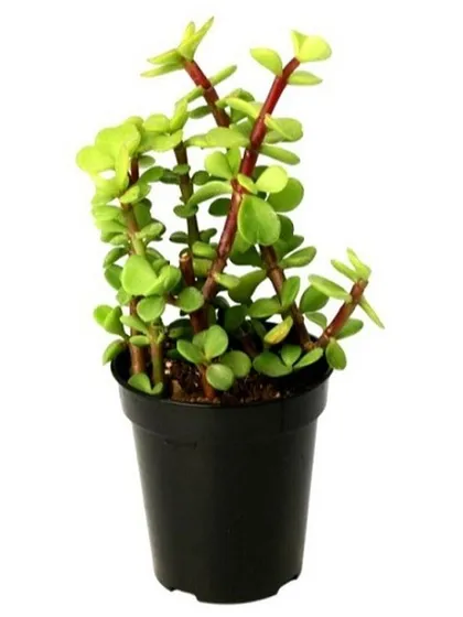 A young Jade Plant in a nursery pot. This popular succulent is considered a symbol of good luck and is very easy to care for, requiring minimal watering.