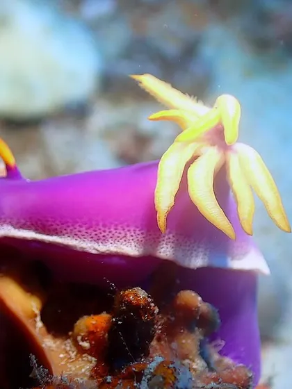 A beautiful purple nudibranch, Hypselodoris iacula. The colors you find underwater are simply breathtaking.