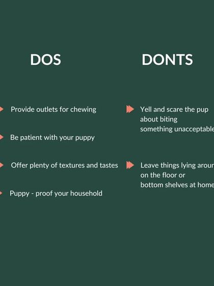 Furry Story - Pet Sitter & Home Boarder Training Starting Strong: Puppy Care & Socialization photo 6