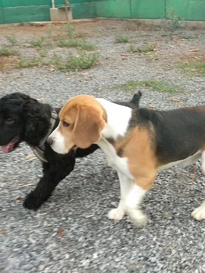 Making new friends is a key part of our program. Here, a Beagle and a Poodle mix enjoy a moment of friendly interaction during a group socialization session. We welcome all breeds to join the fun.