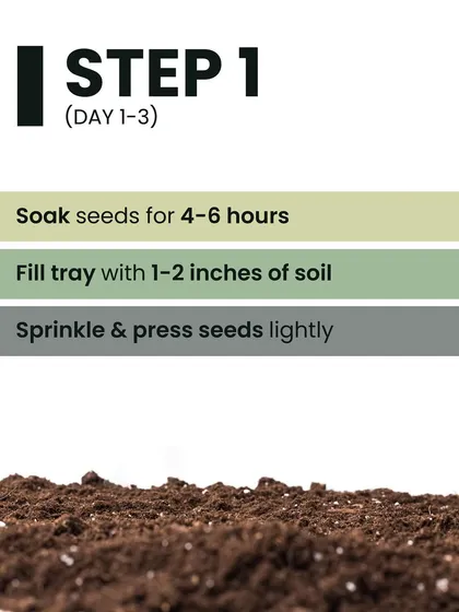 Step 1 for growing microgreens: Soak your seeds for 4-6 hours, fill your tray with 1-2 inches of soil, then sprinkle and press the seeds lightly onto the surface.