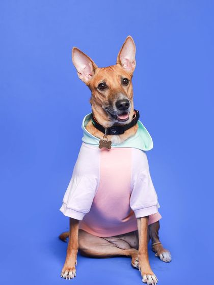 An Indie dog models a colorful hoodie against a bright blue background for a Pedigree contest. Indies are true supermodels!
