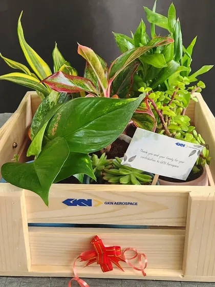 Our custom gift hampers are a thoughtful way to show appreciation. This wooden crate hamper, created for GKN Aerospace, combines a variety of lush green plants and includes a personalized thank you note, making for a substantial and memorable corporate gift.