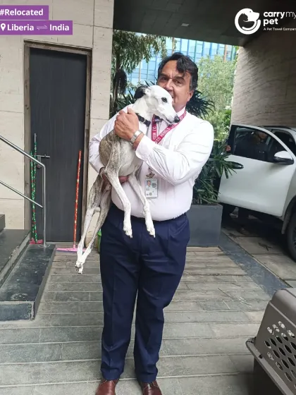 Pickles, a graceful greyhound, is held by his owner after a long journey from Liberia to Mumbai. I handle relocations for all breeds, ensuring their specific needs are met.