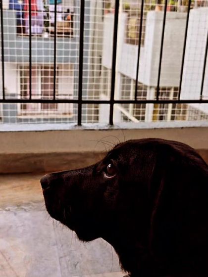 Zoella Dog Training - Puppy Foundation Training Welcome to the Pack! photo 5