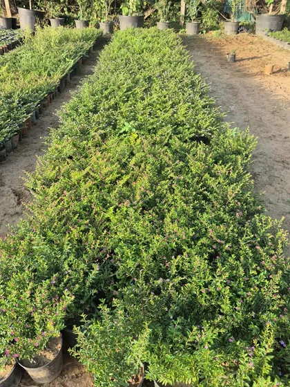 We stock thousands of seasonal shrubs and flowering plants, ensuring you have a wide variety to choose from for your garden projects.