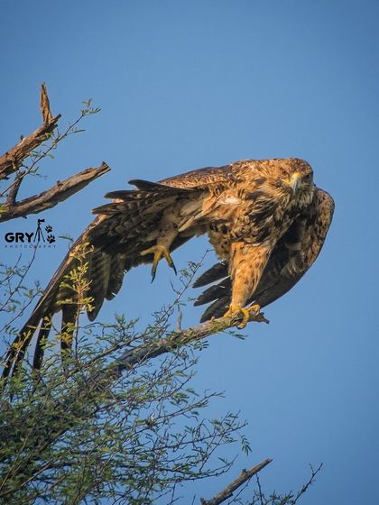 An Imperial Eagle preening its feathers high up in a tree. This candid moment provides a glimpse into the daily maintenance behaviors of these large raptors.