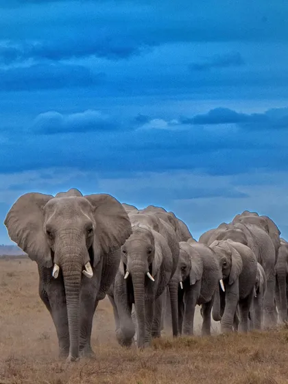A herd of elephants marches in a perfect line across Amboseli. This disciplined movement, often led by the matriarch, is a classic example of their complex social structure.
