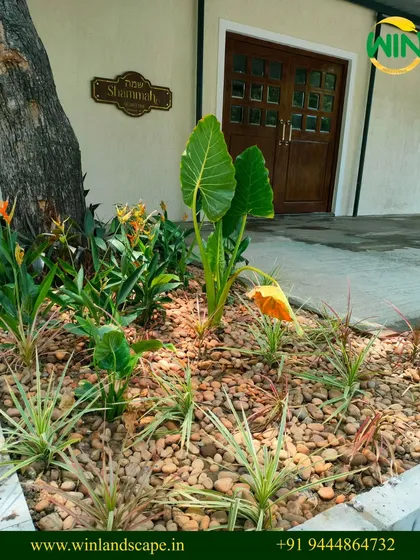 This is an example of our xeriscaping work, a perfect solution for Chennai's climate. We used decorative river rocks as ground cover and selected hardy, low-water plants to create a sustainable and attractive entrance garden that requires minimal upkeep.