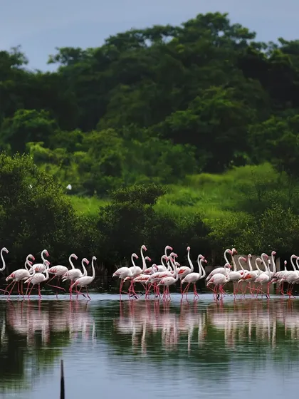A flock of Greater Flamingos wades through the waters of the T.S. Chanakya lake. This image was part of a feature in Mid-Day newspaper, helping to raise awareness about these magnificent birds and the importance of their shoreline habitats in Navi Mumbai.