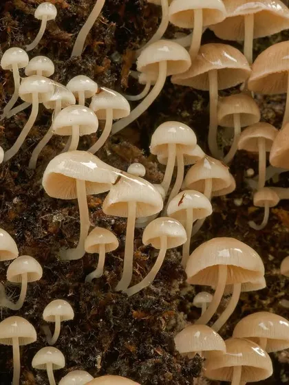 A dense colony of tiny, delicate mushrooms covers a piece of rotting wood. They form an incredible tapestry of curious convolutions and charms on the forest floor.
