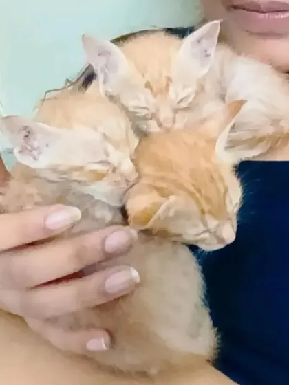 A handful of happiness. These three tiny ginger kittens were rescued together and are now sleeping soundly in the safety of their foster home. We often have litters of kittens looking for homes, and they bring so much warmth and joy.