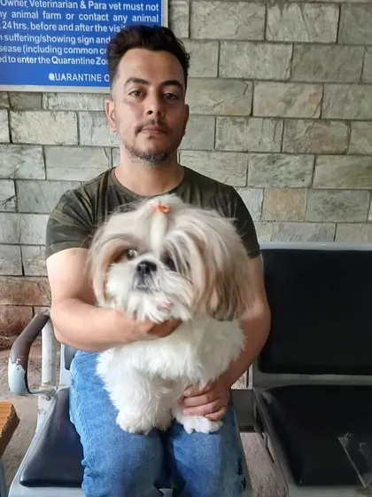 This stunning Shih Tzu is ready for a new adventure! The final stop before the airport is always the quarantine station.