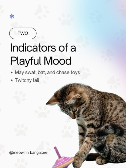 Meow Inn - Cat Lounge & Play Sessions Action & Adventure: Playtime Fun photo 12