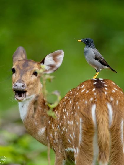 The spotted deer seems to react with surprise, its mouth agape, as the myna goes about its business. This adds a touch of humor and character to this symbiotic scene.