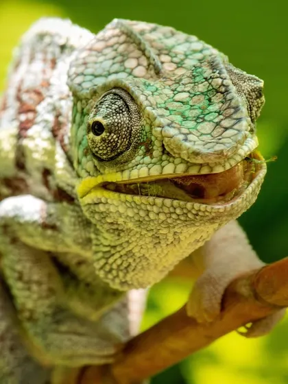 A Panther Chameleon from Madagascar seems to smile for the camera. Their ability to change color and their expressive faces make them one of my favorite subjects.