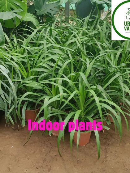 A group of Pandan plants, which are great for indoor spaces.