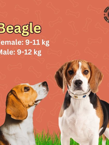 Ideal weight range for a Beagle. According to breed standards, a female should be between 9-11 kg, and a male should be between 9-12 kg.