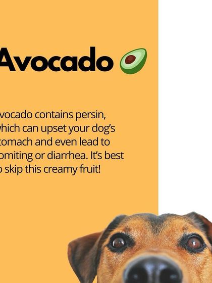 Oh My Dawg - Pet Supplies Nutrition: Food, Treats & Recipes photo 21