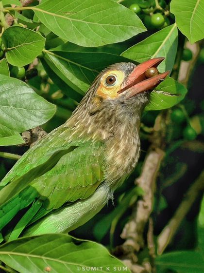 A Brown-headed Barbet feasting on berries, its large beak perfectly adapted for a diet of fruit.