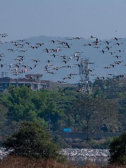 Another perspective of the flamingo flock in flight, with the hills of Navi Mumbai visible in the distance.