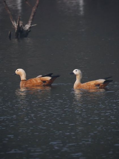 Waders, Ducks & Waterbirds photo 29