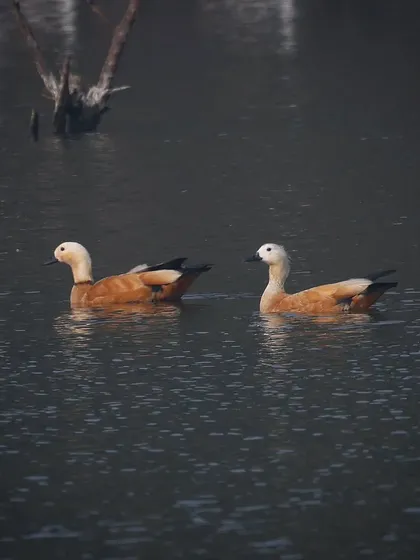A pair of Ruddy Shelducks, or Brahminy Ducks, swimming in Uran, India. These migratory birds winter in the Indian subcontinent, breeding in southeastern Europe and central Asia.